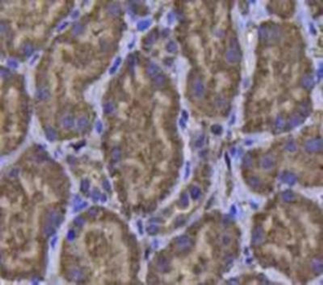 Immunohistochemical staining of human kidney tissue using Glutathione Peroxidase 1 antibody