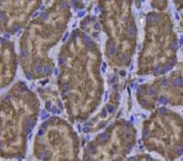 Immunohistochemical staining of human kidney tissue using Glutathione Peroxidase 1 antibody