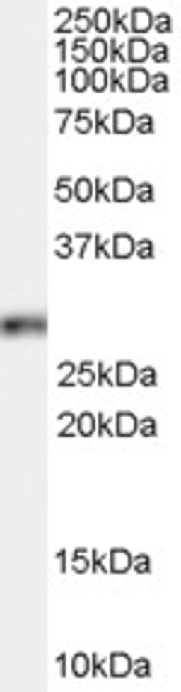 45-742 (0.1ug/ml) staining of HeLa cell lysate (35ug protein in RIPA buffer). Primary incubation was 1 hour. Detected by chemiluminescence.