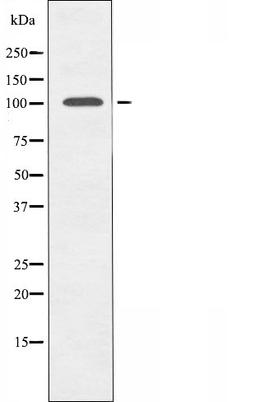 Western blot analysis of mouse brain cells using GCN5L2 antibody