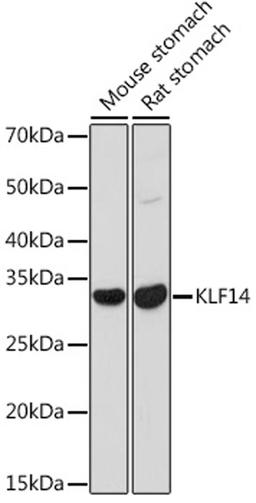 Western blot - KLF14 antibody (A18607)