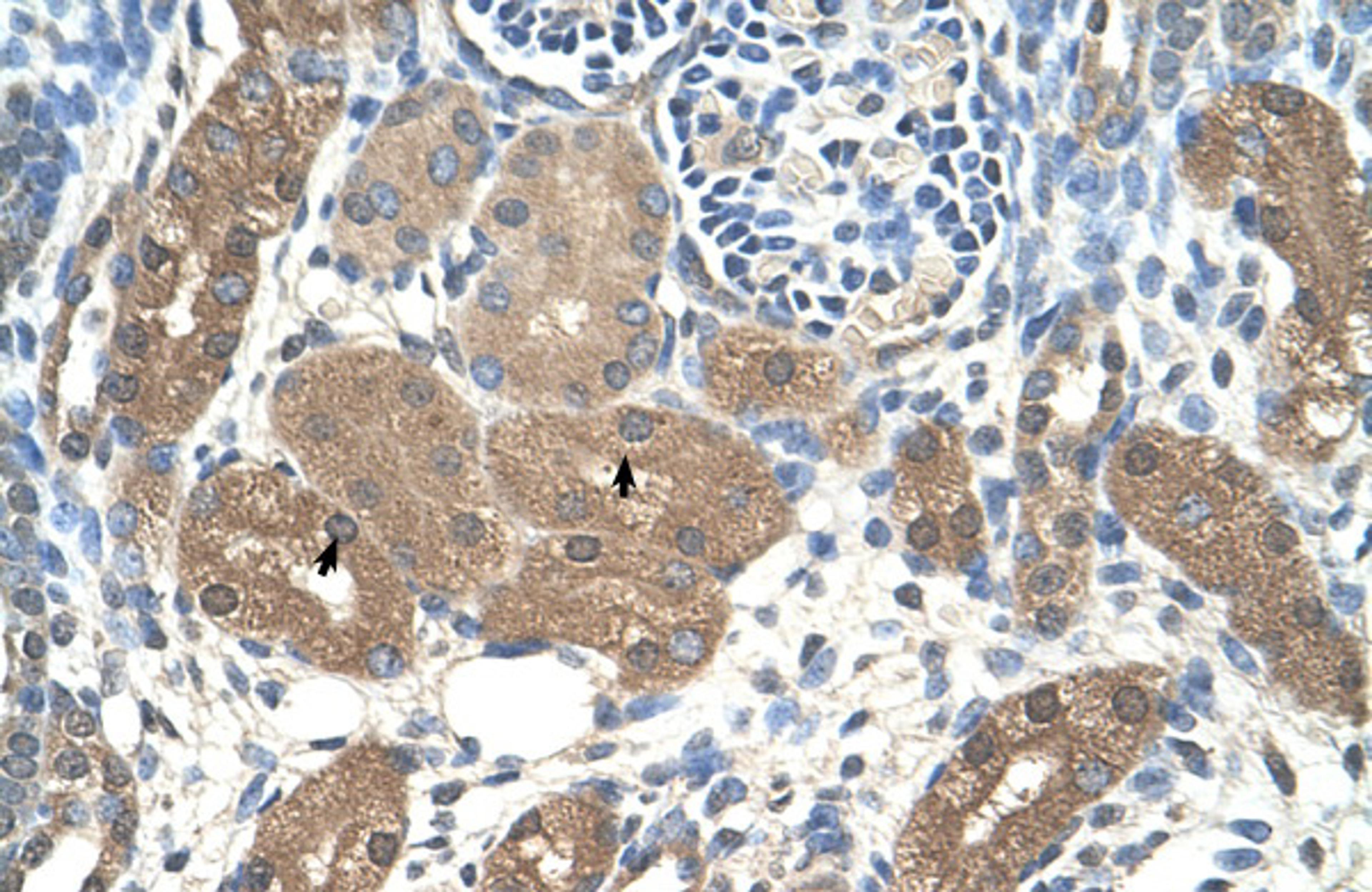 Antibody used in IHC on human Kidney at 4.0-8.0 ug/ml.