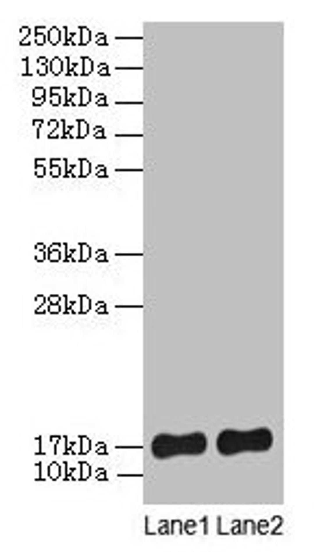 Western blot. All lanes: SRP19 antibody at 2µg/ml. Lane 1: Jurkat whole cell lysate. Lane 2: Hela whole cell lysate. Secondary. Goat polyclonal to rabbit lgG at 1/15000 dilution. Predicted band size: 17, 13, 9 kDa. Observed band size: 17 kDa