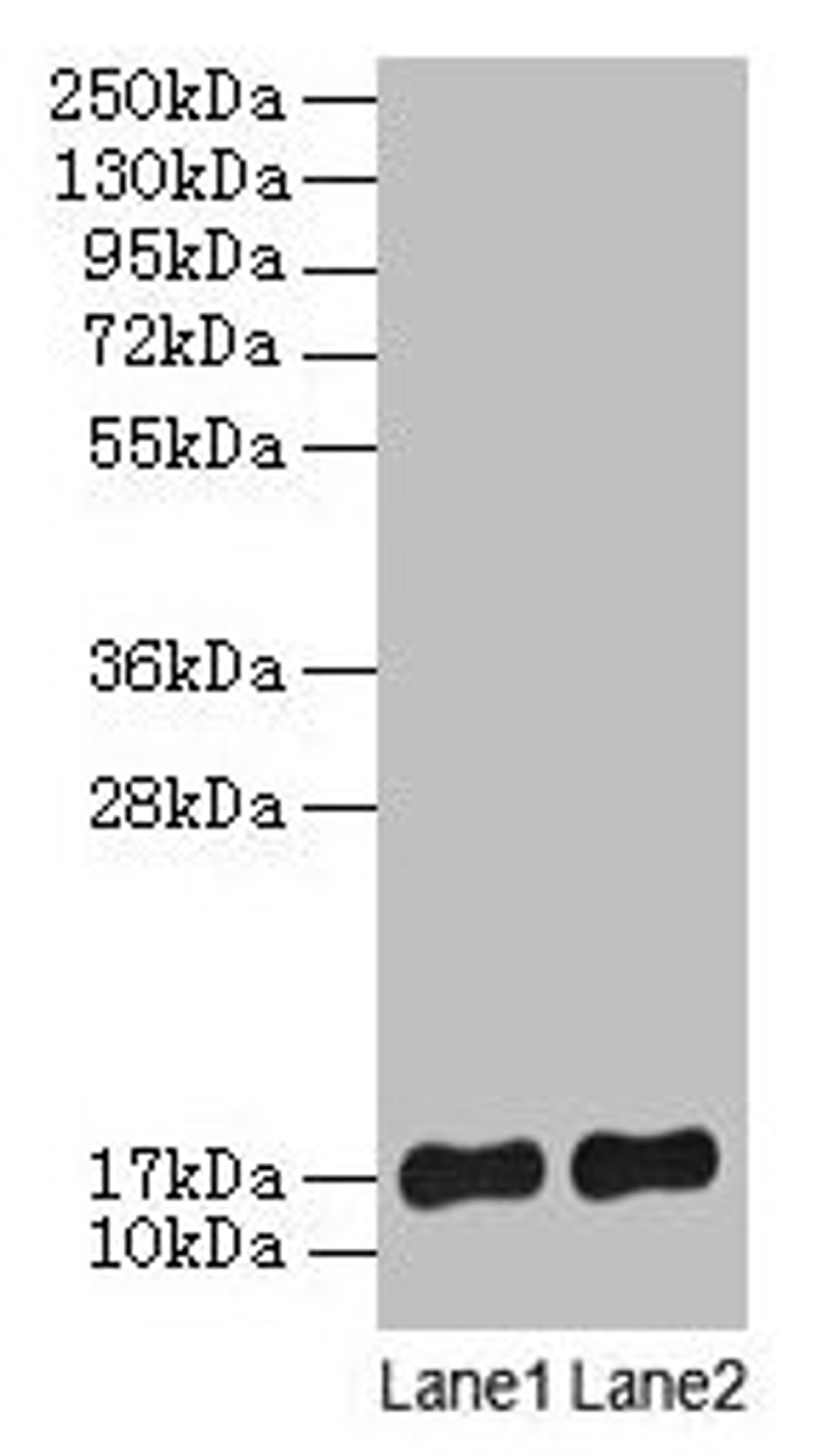 Western blot. All lanes: SRP19 antibody at 2µg/ml. Lane 1: Jurkat whole cell lysate. Lane 2: Hela whole cell lysate. Secondary. Goat polyclonal to rabbit lgG at 1/15000 dilution. Predicted band size: 17, 13, 9 kDa. Observed band size: 17 kDa