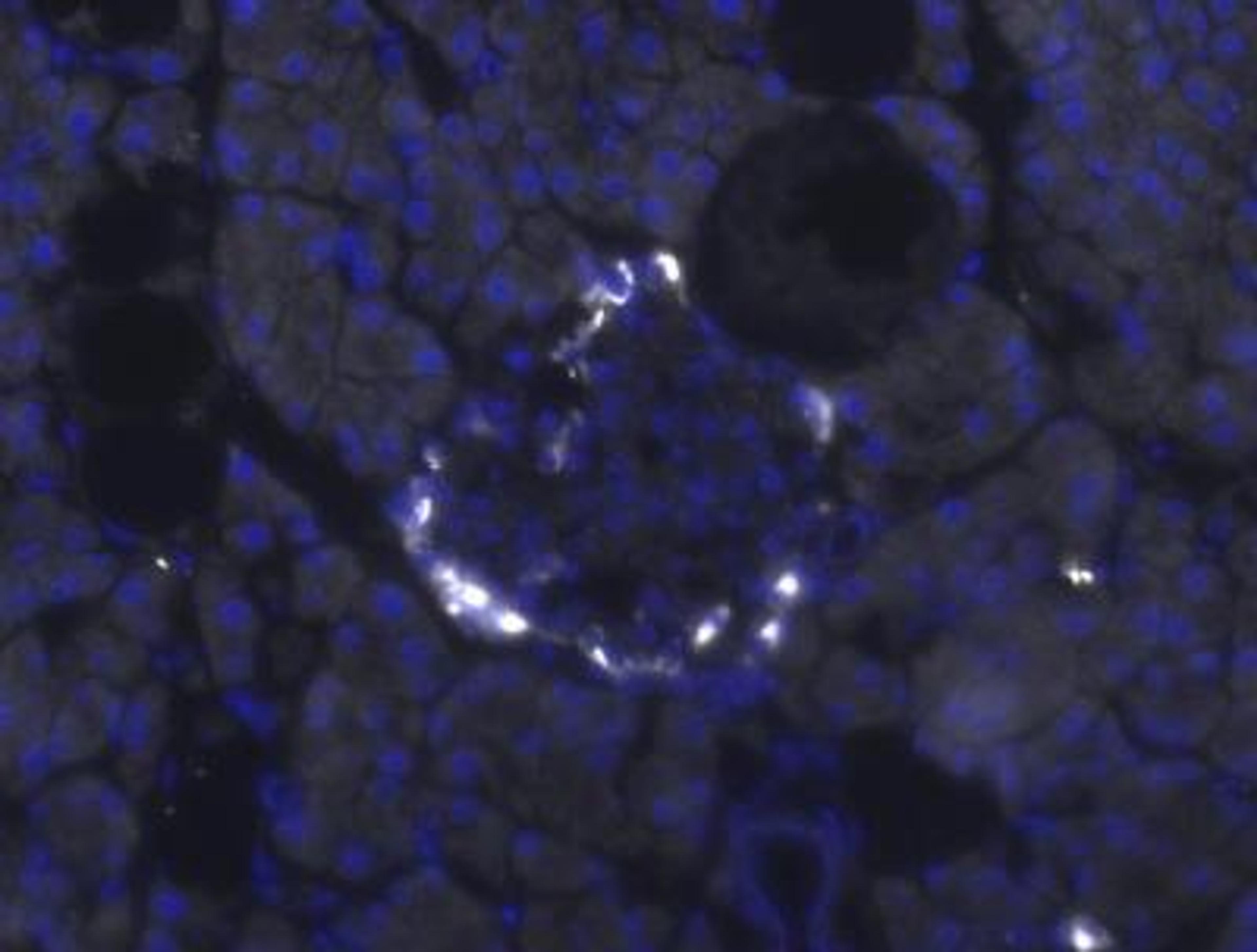 Immunohistochemistry-Frozen: Pancreatic Polypeptide/PP Antibody [NB100-1793] - IHC analysis of Pancreatic Polypeptide in mouse adult pancreas tissue. Image courtesy of anonymous customer product review.