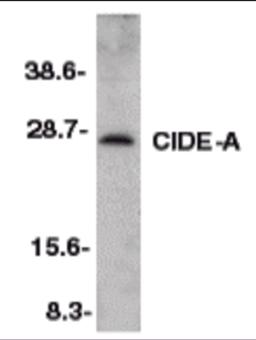 Western blot analysis of CIDE-A in mouse heart tissue lysate with CIDE-A antibody at 1:500 dilution.