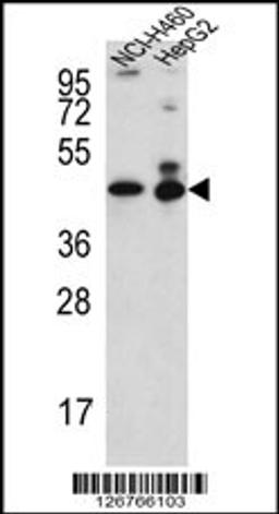 Western blot analysis in NCI-H460,HepG2 cell line lysates (35ug/lane).This demonstrates the ACTL6B antibody detected the ACTL6B protein (arrow).