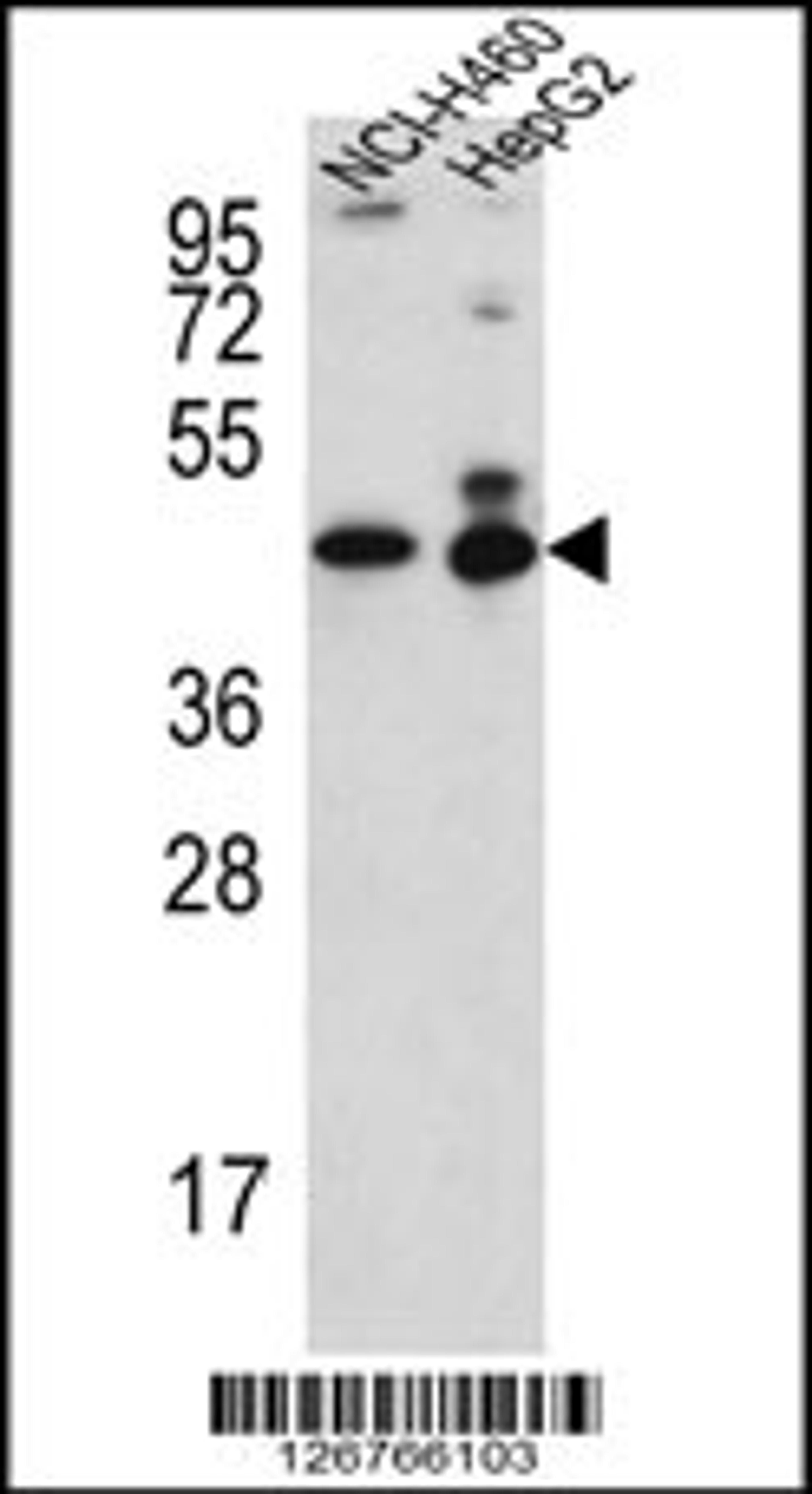 Western blot analysis in NCI-H460,HepG2 cell line lysates (35ug/lane).This demonstrates the ACTL6B antibody detected the ACTL6B protein (arrow).