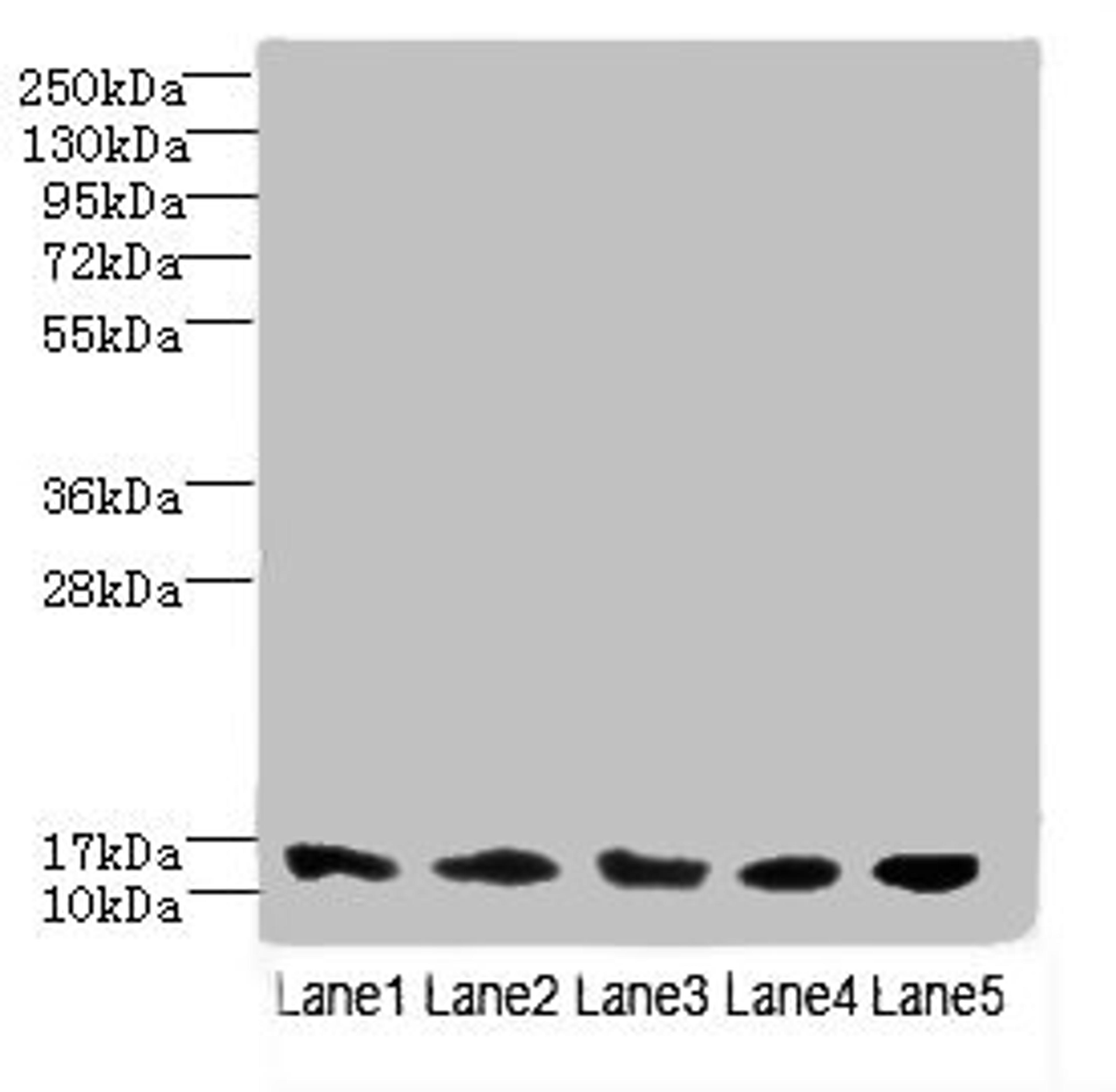 Western blot. All lanes: TIMM10B antibody at 4ug/ml. Lane 1: Hela whole cell lysate. Lane 2: 293T whole cell lysate. Lane 3: HepG2 whole cell lysate. Lane 4: K562 whole cell lysate. Lane 5: Mouse heart tissue. Secondary. Goat polyclonal to rabbit IgG at 1/10000 dilution. Predicted band size: 12 kDa. Observed band size: 12 kDa. 