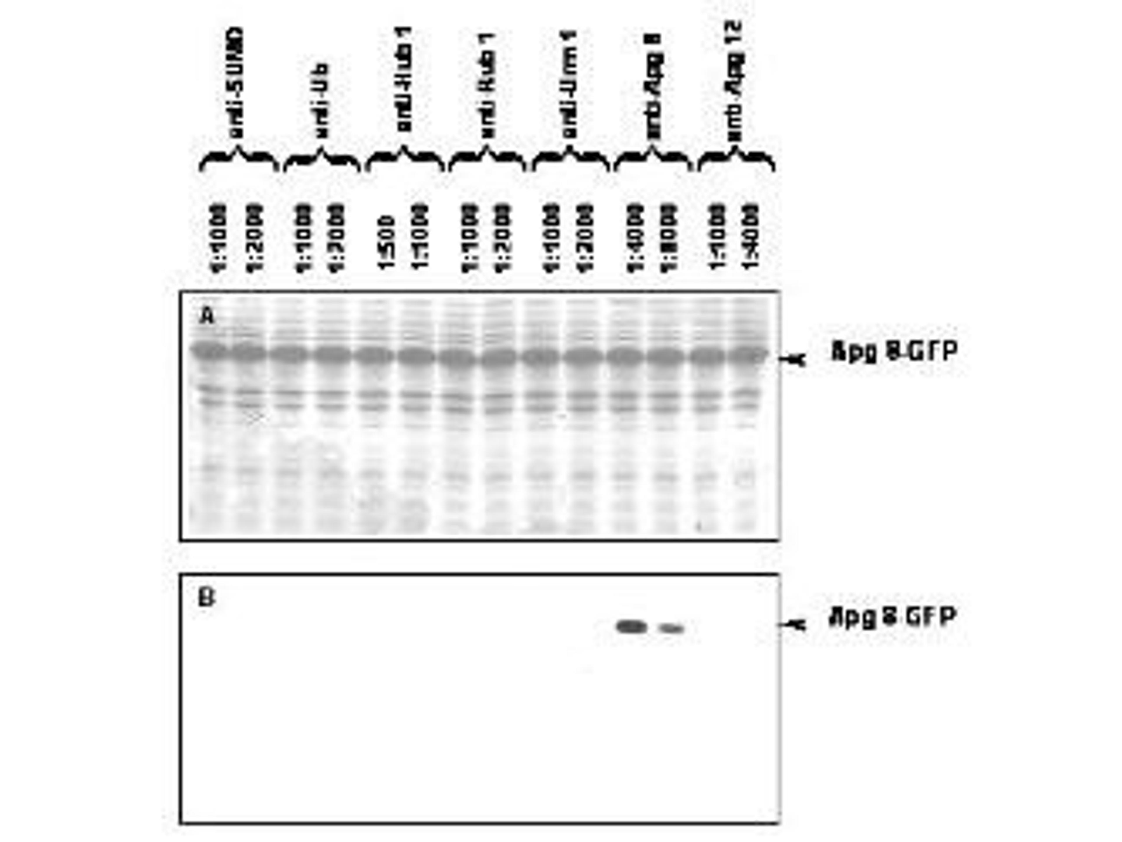 Western blot analysis of yeast APG8 was tested by western blot with other anti-UBL antibodies against E.coli lysates expressing the APG8-GFP fusion protein using APG8 antibody