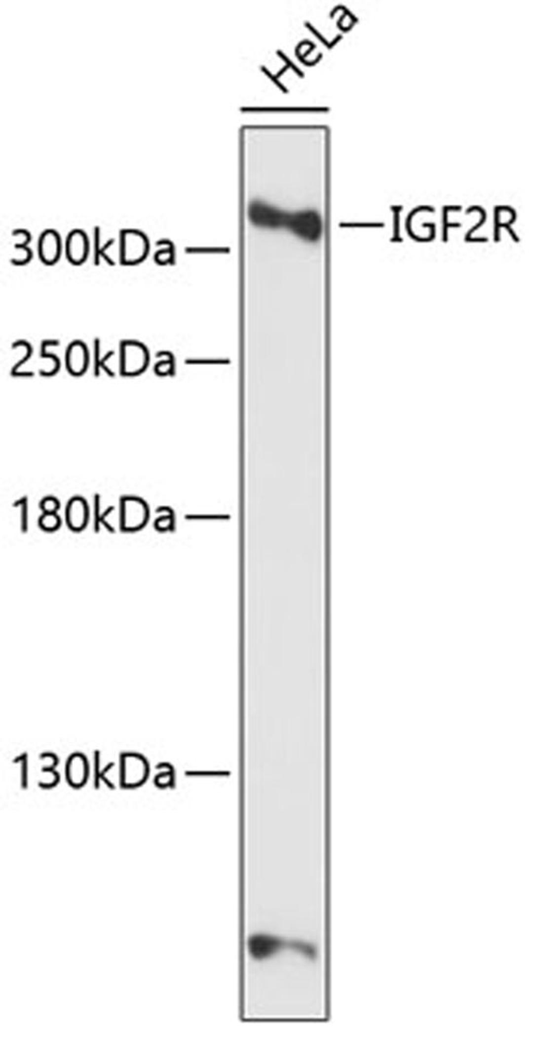 Western blot - IGF2R antibody (A13022)