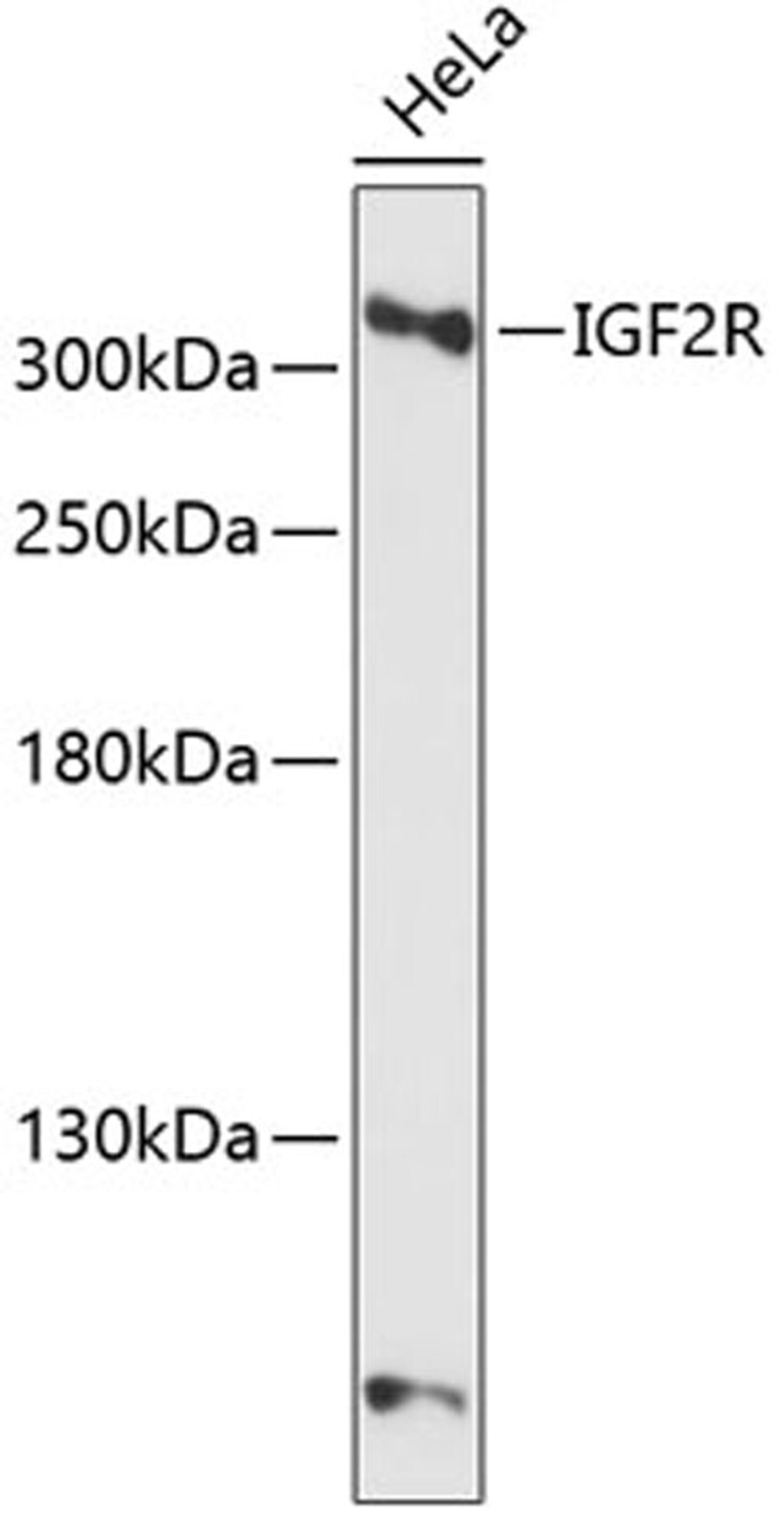 Western blot - IGF2R antibody (A13022)