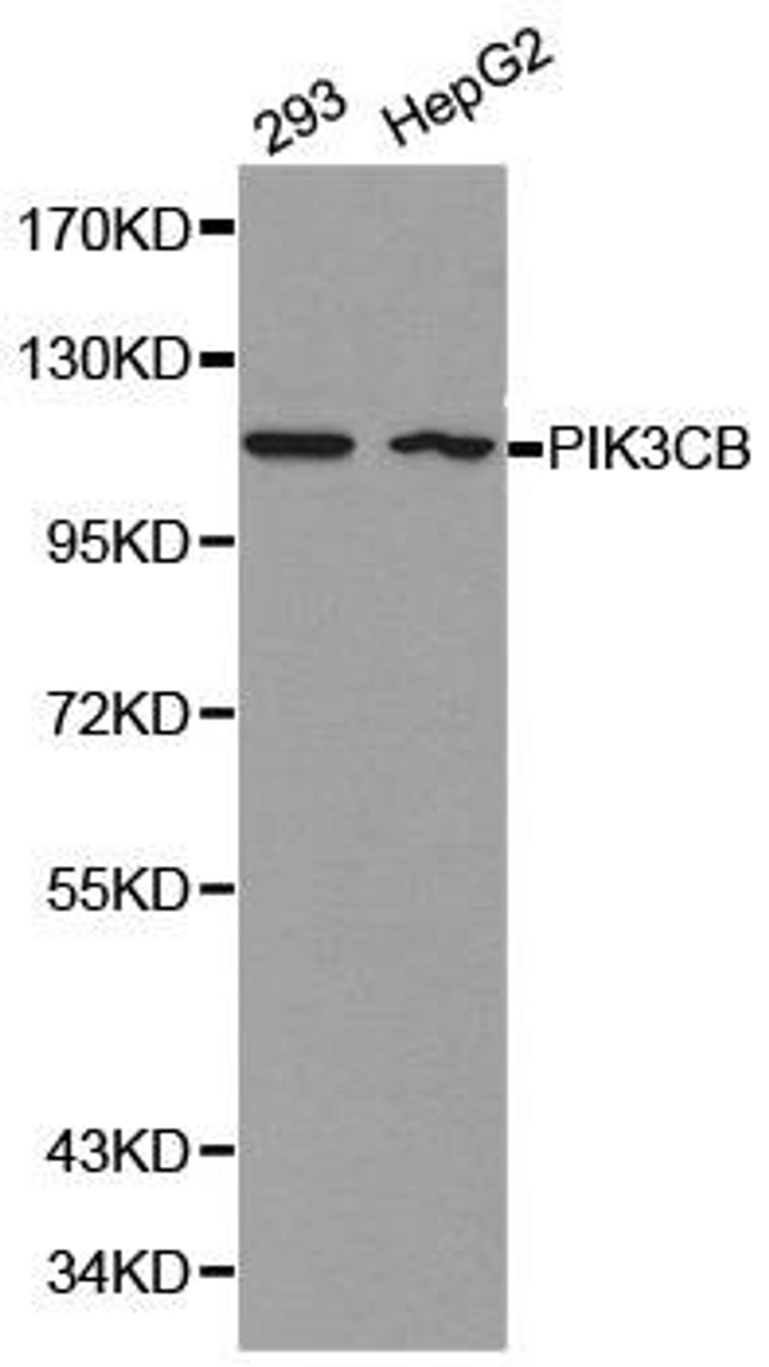 Western blot analysis of 293 cell and HepG2 cell lysate using PIK3CB antibody