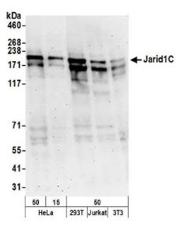 Detection of human and mouse Jarid1C by western blot.