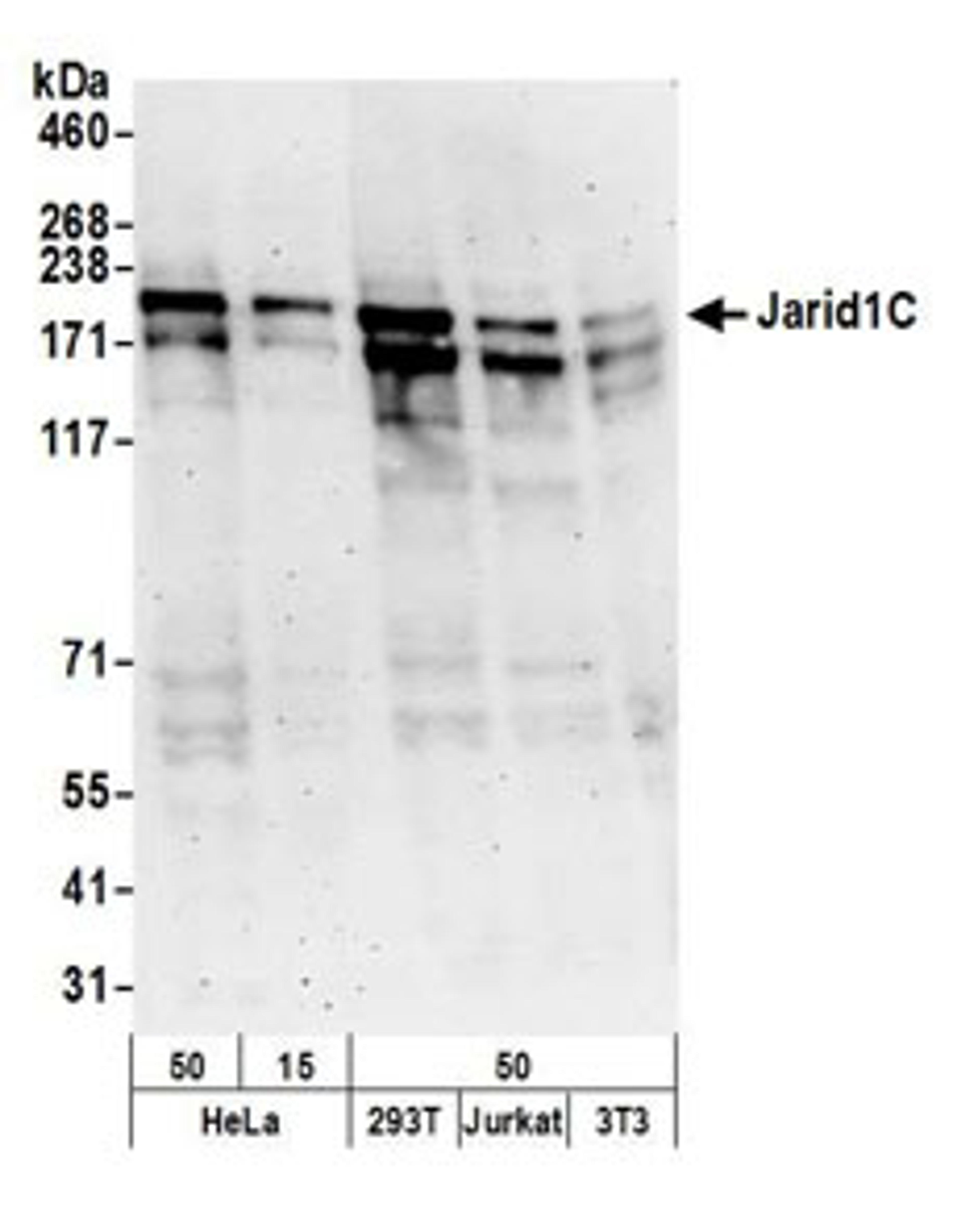 Detection of human and mouse Jarid1C by western blot.