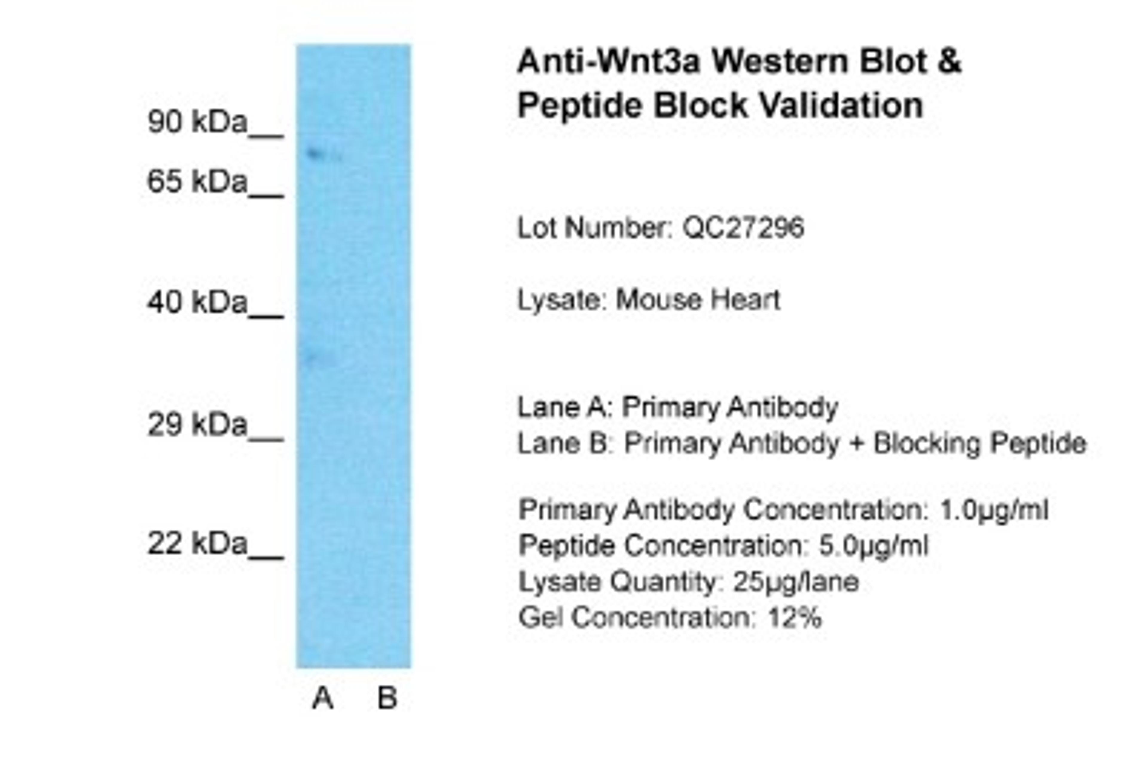 Western Blot: Wnt3a Antibody [NBP1-74183] - Sample Tissue: Mouse Heart, Lane A: Primary Antibody, Lane B: Primary Antibody + Blocking Peptide, Primary Antibody Concentration: 1ug/ml, Peptide Concentration: 5ug/ml, Lysate Quantity: 25ug/lane, Gel Concentration: 0.12%