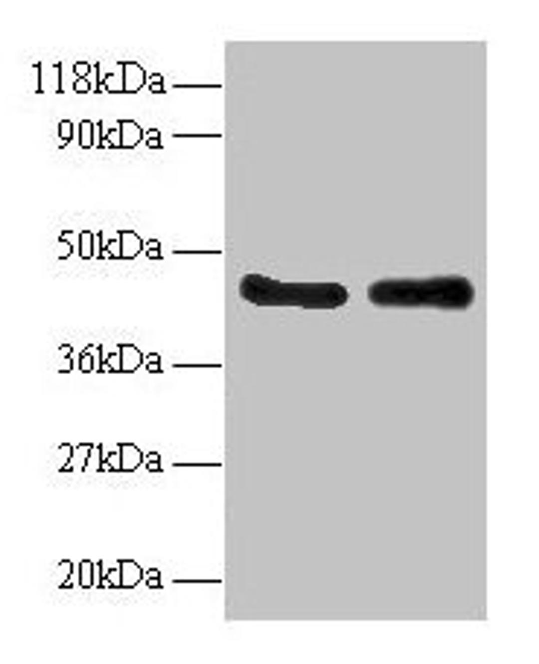 Western blot. All lanes: AHSA1 antibody at 2µg/ml. Lane 1: EC109 whole cell lysate. Lane 2: 293T whole cell lysate. Secondary. Goat polyclonal to rabbit IgG at 1/15000 dilution. Predicted band size: 39, 33 kDa. Observed band size: 45 kDa