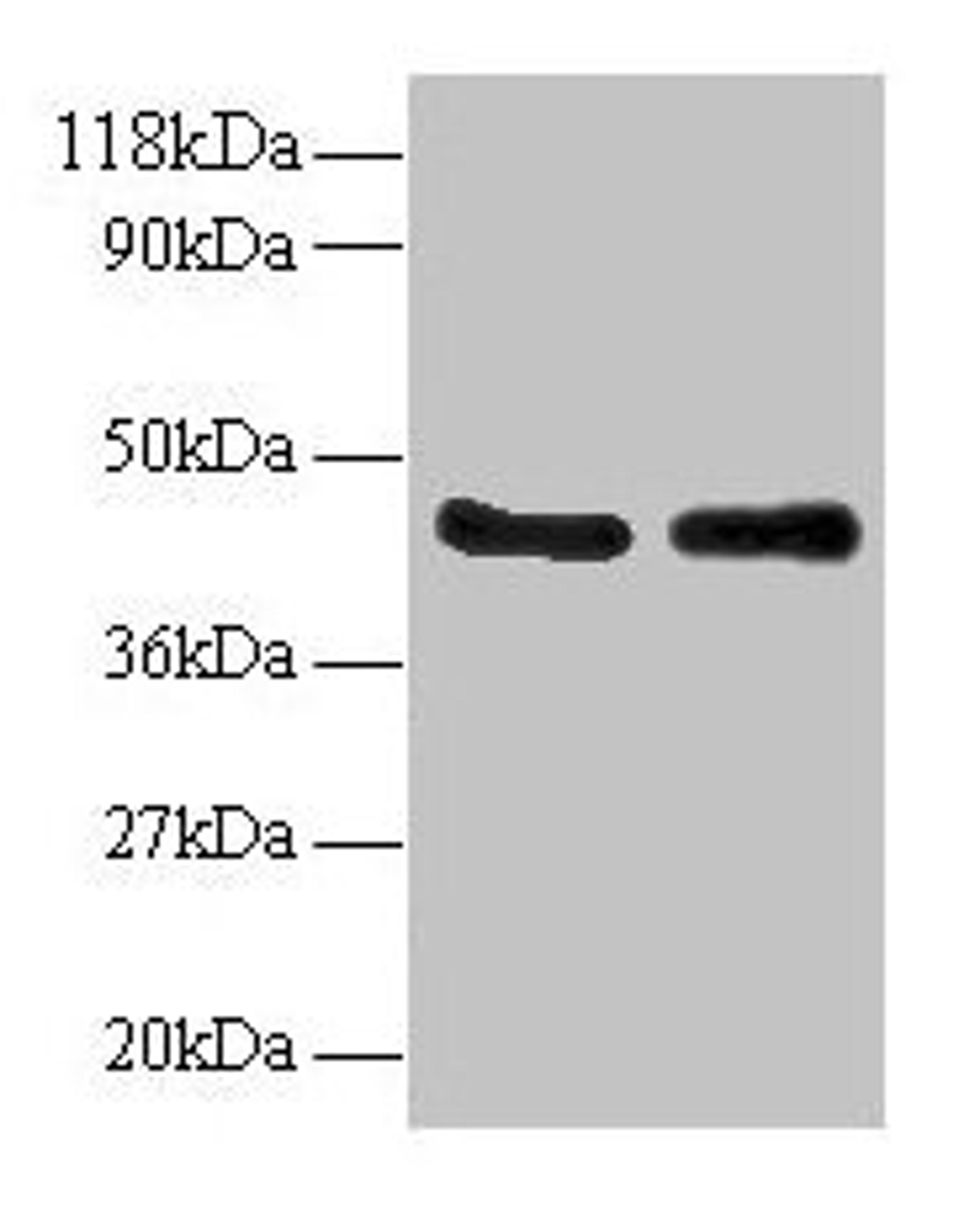 Western blot. All lanes: AHSA1 antibody at 2µg/ml. Lane 1: EC109 whole cell lysate. Lane 2: 293T whole cell lysate. Secondary. Goat polyclonal to rabbit IgG at 1/15000 dilution. Predicted band size: 39, 33 kDa. Observed band size: 45 kDa