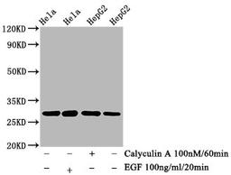 Western Blot. Positive WB detected in Hela whole cell lysate锛孒epG2 whole cell lysate(treated with Calyculin A or EGF). All lanes Phospho-HSPB1 antibody at 0.73μg/ml. Secondary. Goat polyclonal to rabbit IgG at 1/50000 dilution. Predicted band size: 27 KDa. Observed band size: 27 KDa. 