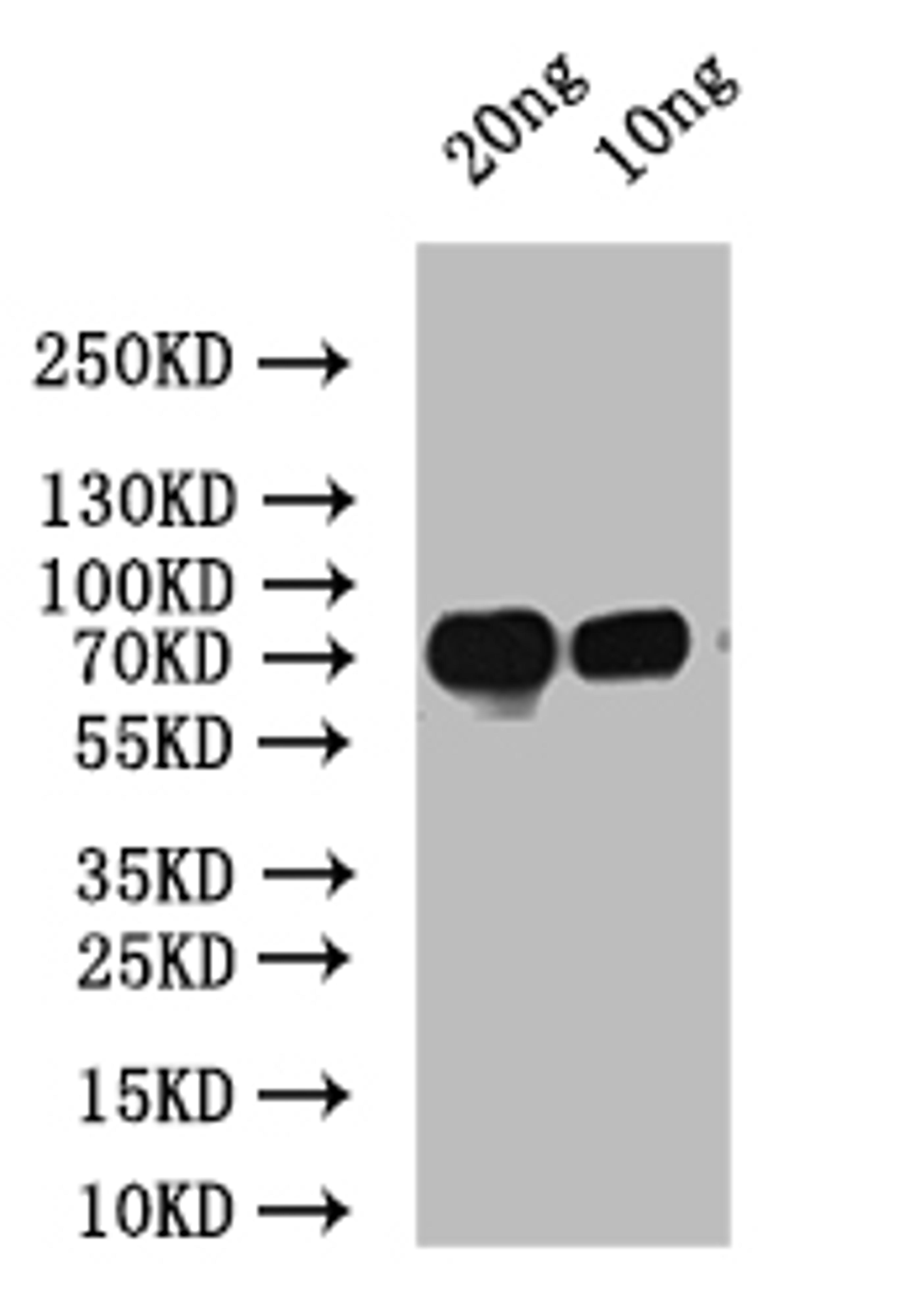 Western Blot. Positive WB detected in: recombinant protein. All lanes: spaP Antibody at 1:1000. Secondary. Goat polyclonal to rabbit IgG at 1/50000 dilution. Predicted band size: 60 kDa. Observed band size: 60 kDa. 