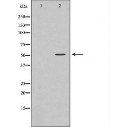 Western blot analysis of various cell lines using TRIM21 antibody