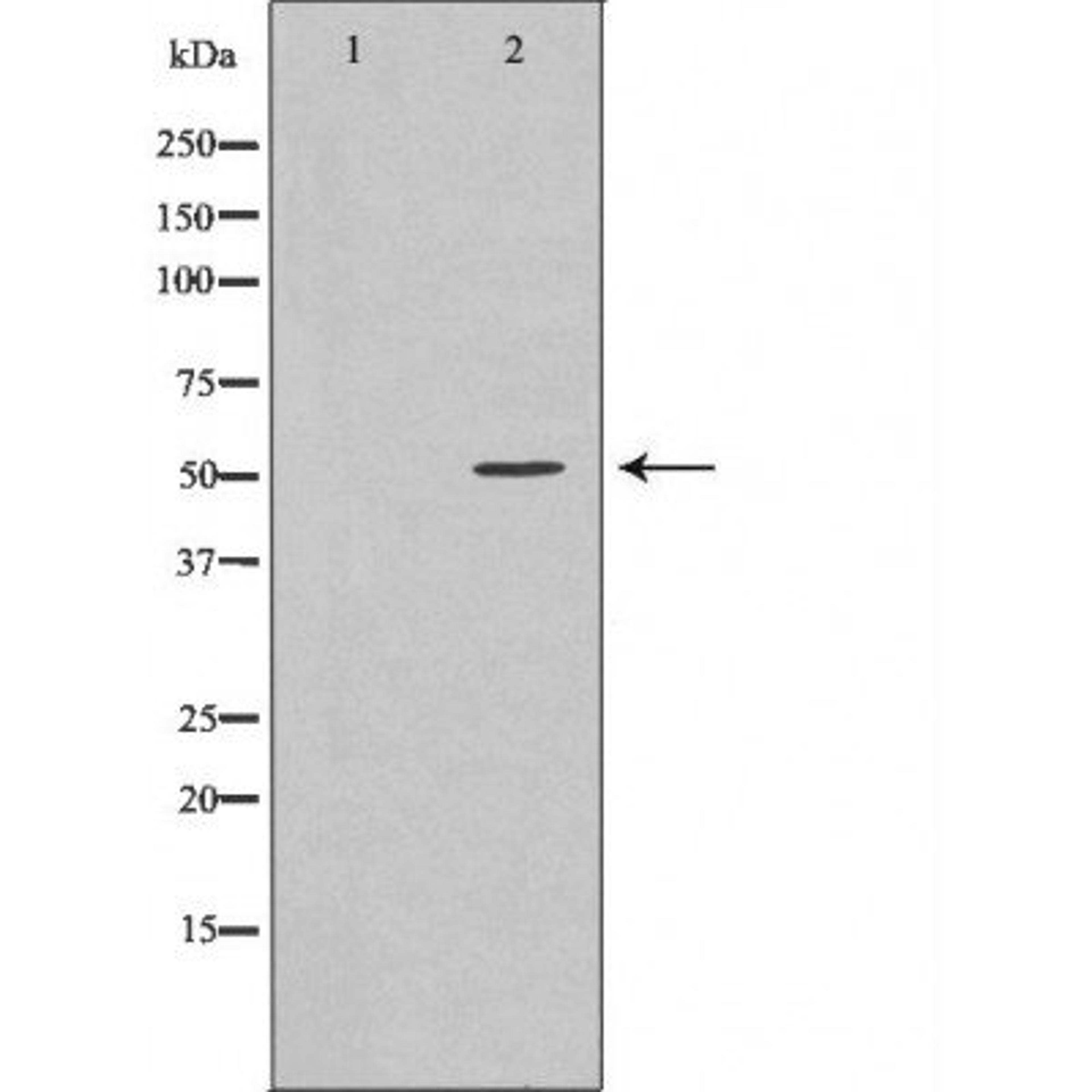 Western blot analysis of various cell lines using TRIM21 antibody