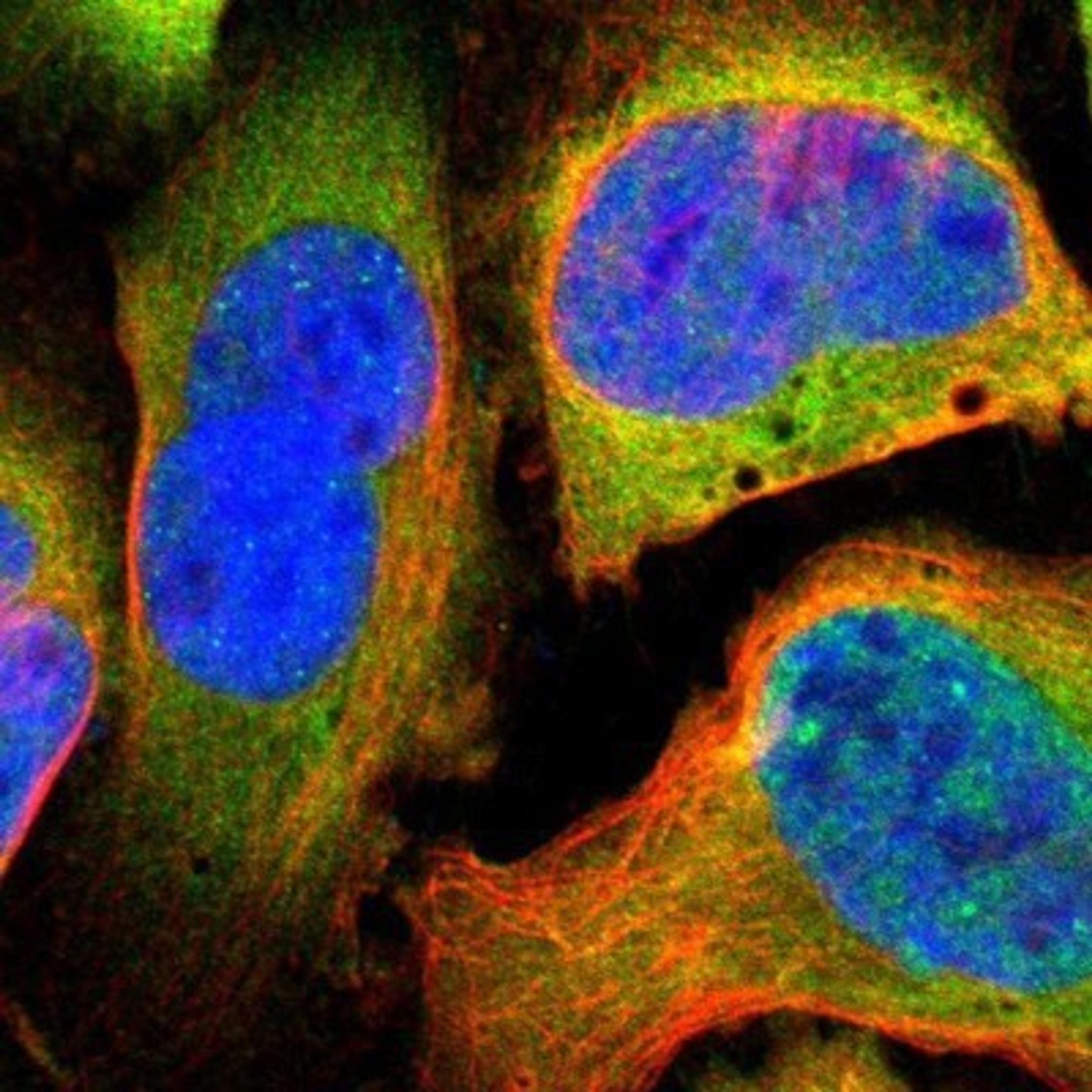 Immunocytochemistry/Immunofluorescence: PSMC1 Antibody [NBP1-80959] - Staining of human cell line U-2 OS shows positivity in nucleus but not nucleoli & cytoplasm.