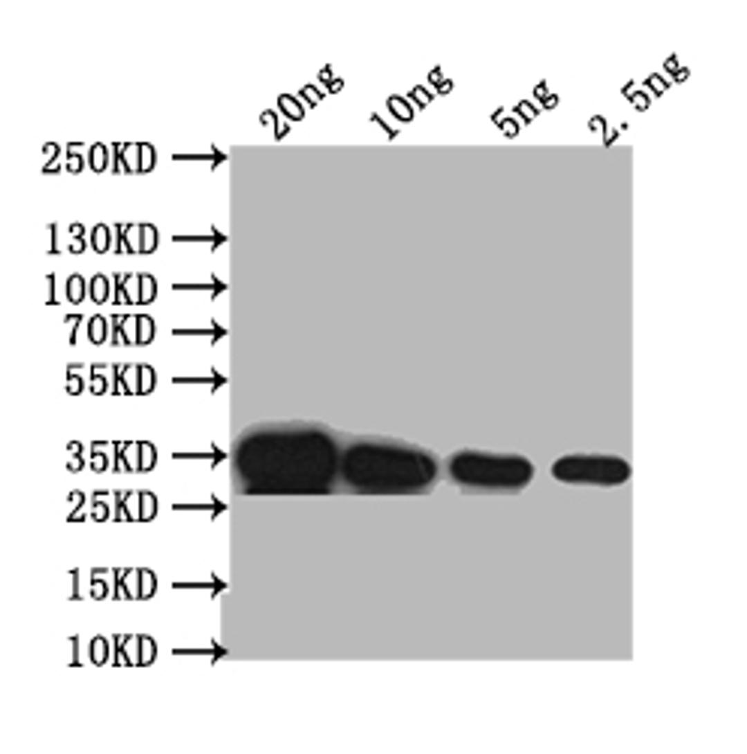 Western Blot. Positive WB detected in: recombinant protein. All lanes: PDS1 Antibody at 1:1000. Secondary. Goat polyclonal to rabbit IgG at 1/50000 dilution. Predicted band size: 35 kDa. Observed band size: 35 kDa.