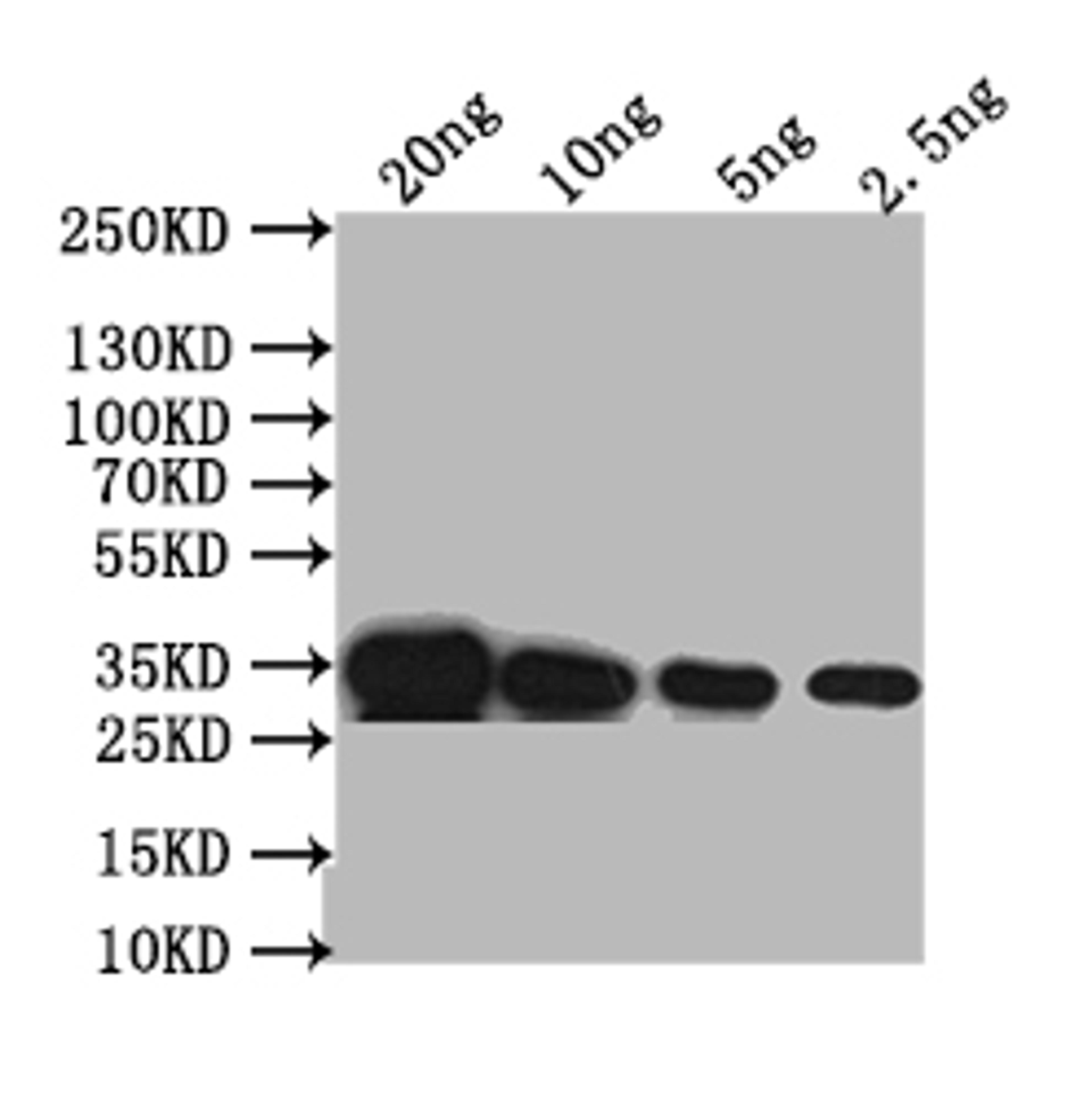 Western Blot. Positive WB detected in: recombinant protein. All lanes: PDS1 Antibody at 1:1000. Secondary. Goat polyclonal to rabbit IgG at 1/50000 dilution. Predicted band size: 35 kDa. Observed band size: 35 kDa.