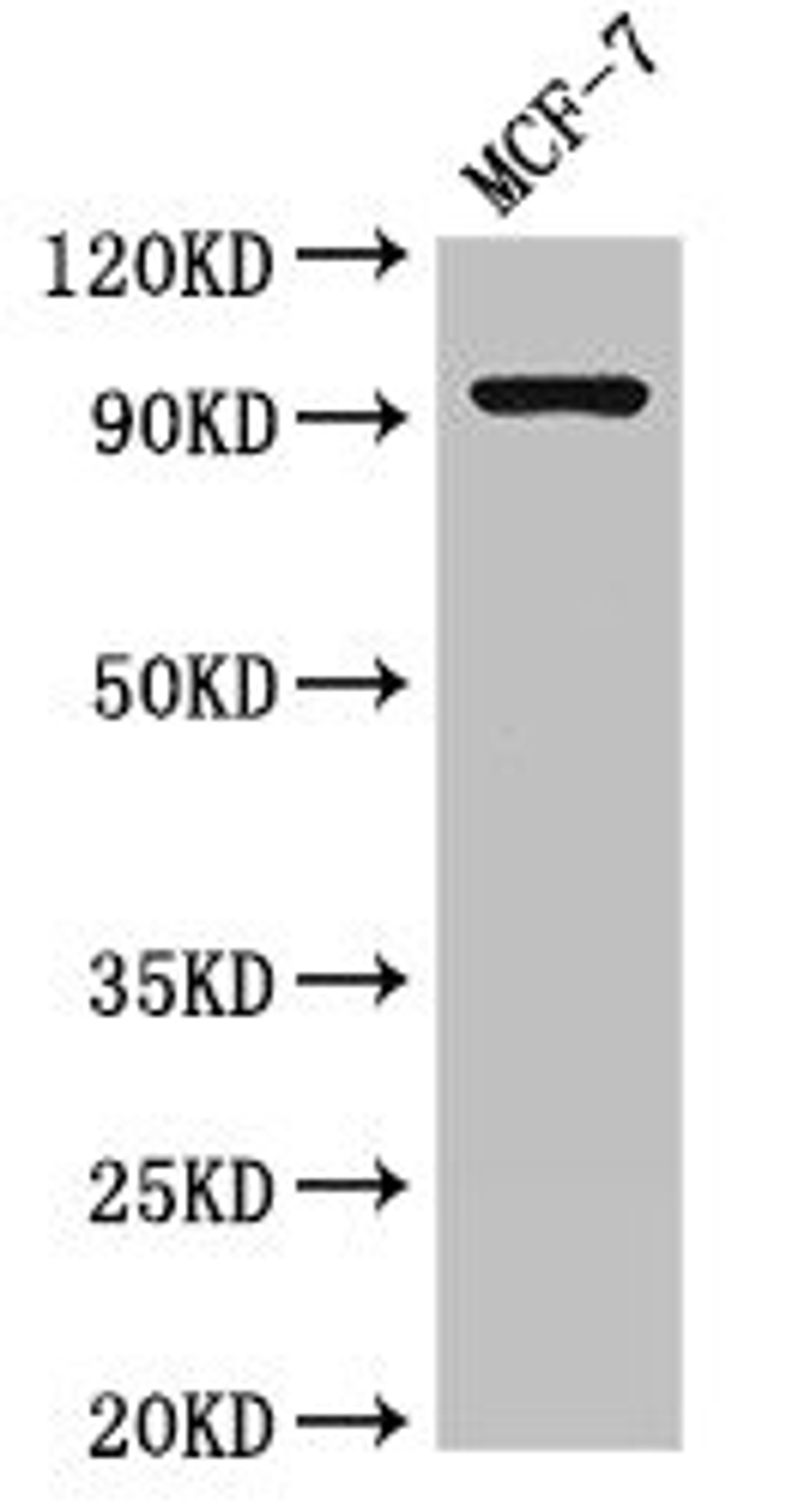 Western Blot. Positive WB detected in: MCF-7 whole cell lysate. All lanes: GRIK4 antibody at 2.5ug/ml. Secondary. Goat polyclonal to rabbit IgG at 1/50000 dilution. Predicted band size: 108 kDa. Observed band size: 97 kDa.