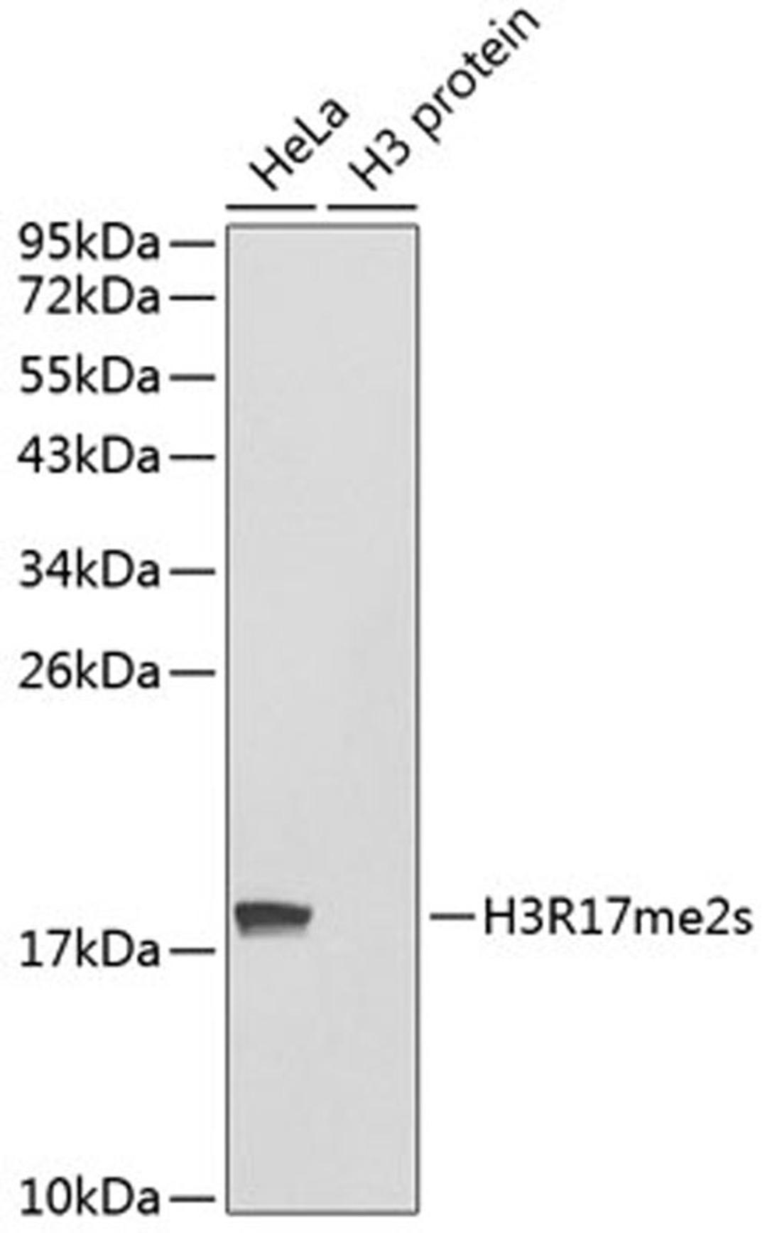 Western blot - Symmetric DiMethyl-Histone H3-R17 antibody (A3152)