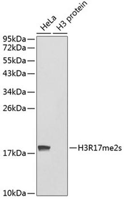 Western blot - Symmetric DiMethyl-Histone H3-R17 antibody (A3152)
