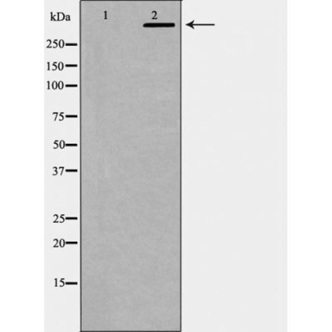 Western blot analysis of K562 cells using DNA PK antibody