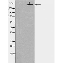 Western blot analysis of K562 cells using DNA PK antibody