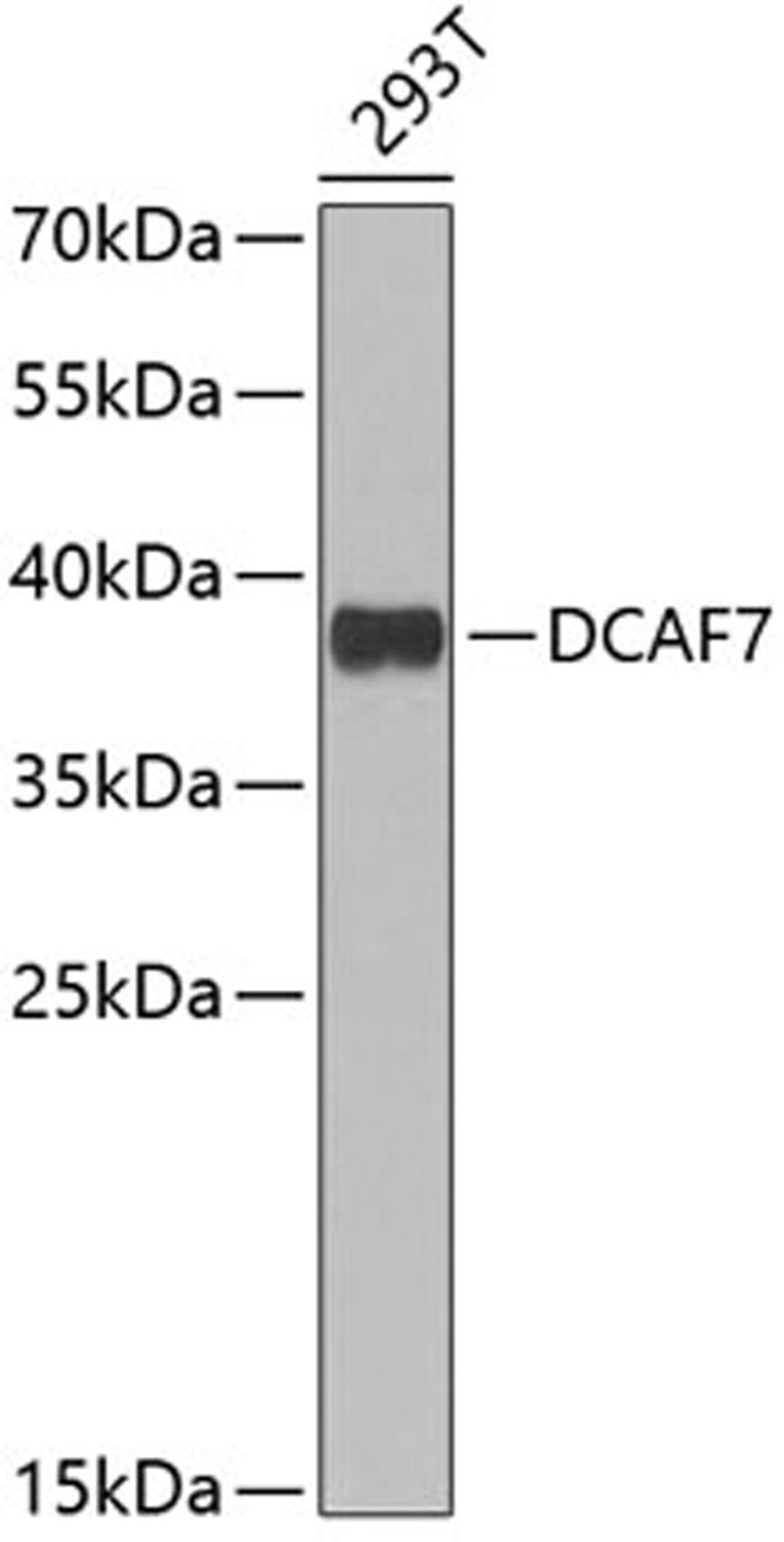 Western blot - DCAF7 antibody (A6787)