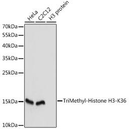 Western blot - TriMethyl-Histone H3-K36 antibody (A2366)