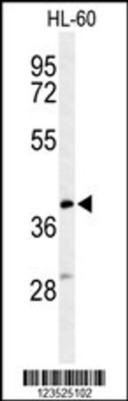 Western blot analysis of CYTB Antibody in HL-60 cell line lysates (35ug/lane)