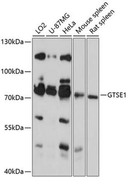 Western blot - GTSE1 antibody (A13902)