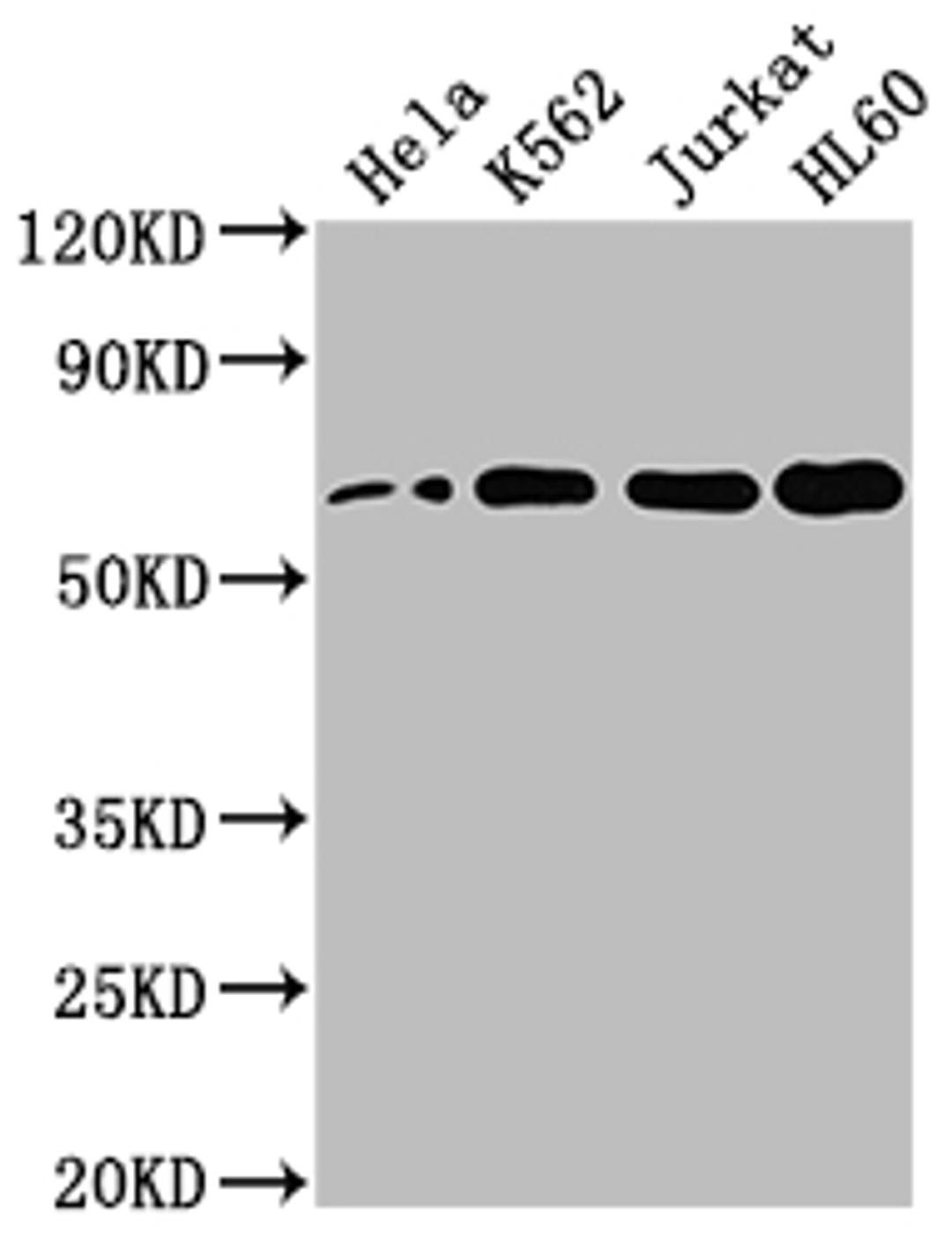 Western Blot. Positive WB detected in: Hela whole cell lysate, K562 whole cell lysate, Jurkat whole cell lysate, HL60 whole cell lysate. All lanes: HDAC1 antibody at 1:2000. Secondary. Goat polyclonal to rabbit IgG at 1/50000 dilution. Predicted band size: 56 kDa. Observed band size: 60 kDa. 