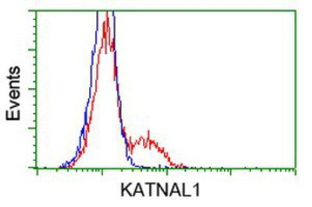 Flow Cytometry: KATNAL1 Antibody (1A7) [NBP2-03555] - HEK293T cells transfected with either overexpression plasmid (Red) or empty vector control plasmid (Blue) were immunostained by anti-KATNAL1 antibody, and then analyzed by flow cytometry.