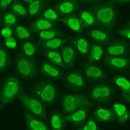 Immunofluorescence - TERF2IP antibody (A15163)