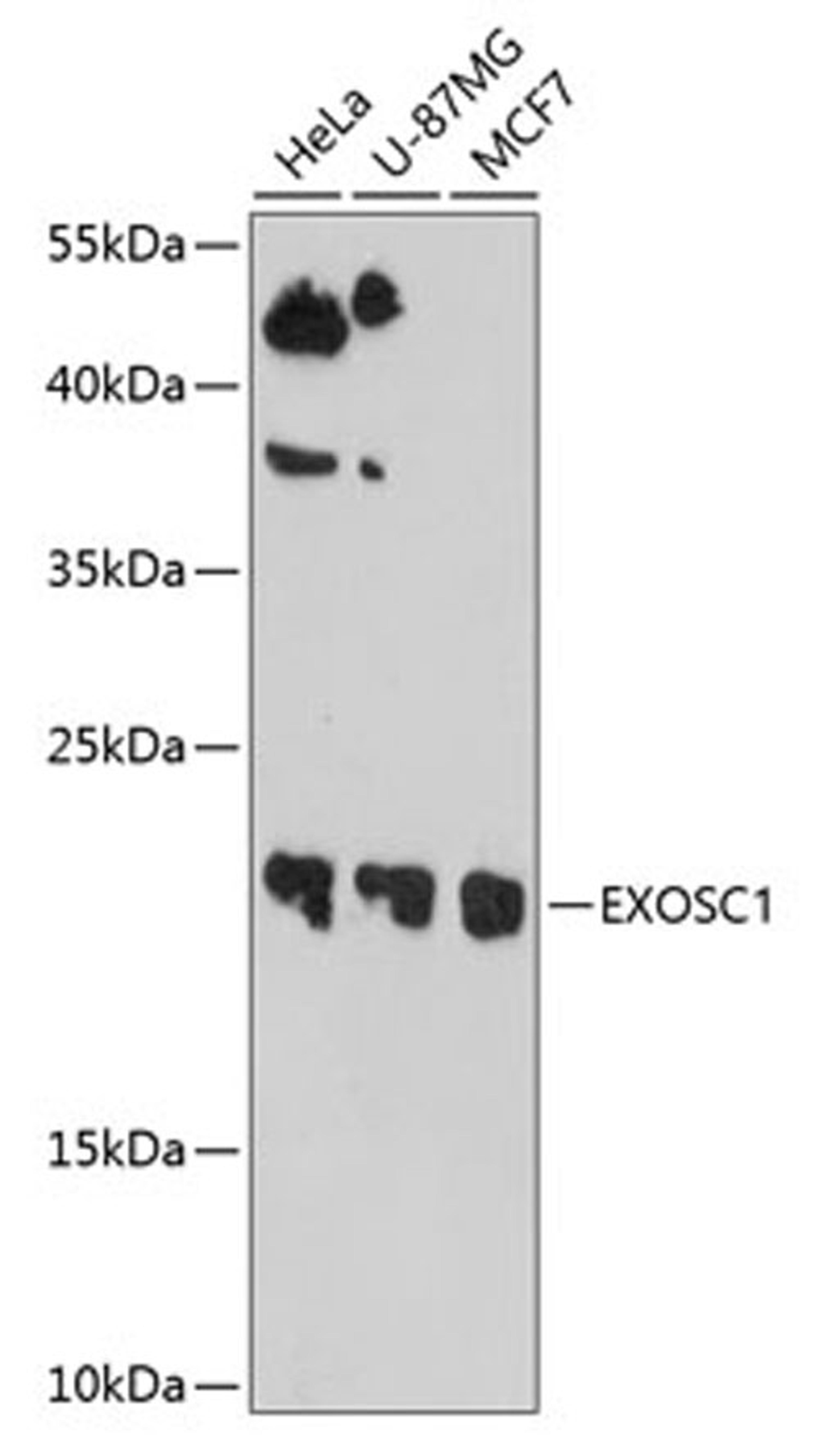 Western blot - EXOSC1 antibody (A10302)