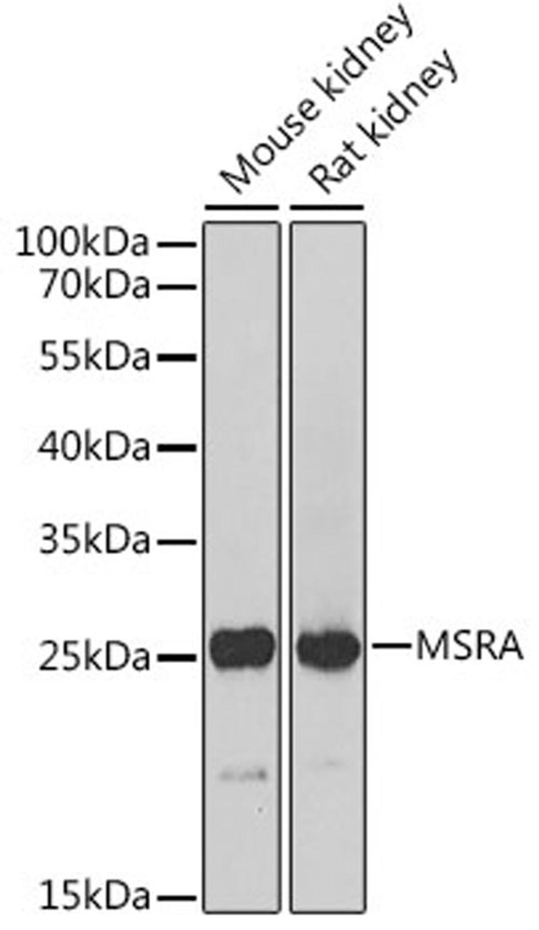 Western blot - MSRA Antibody (A12464)