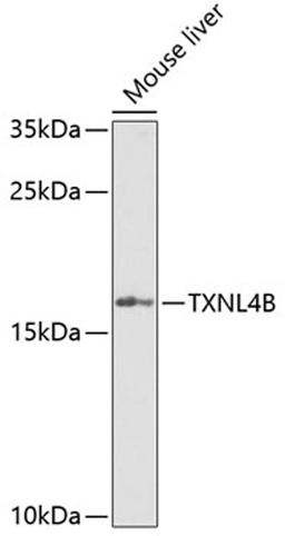 Western blot - TXNL4B Antibody (A7114)