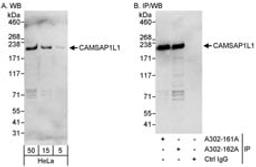 Detection of human CAMSAP1L1 by western blot and immunoprecipitation.