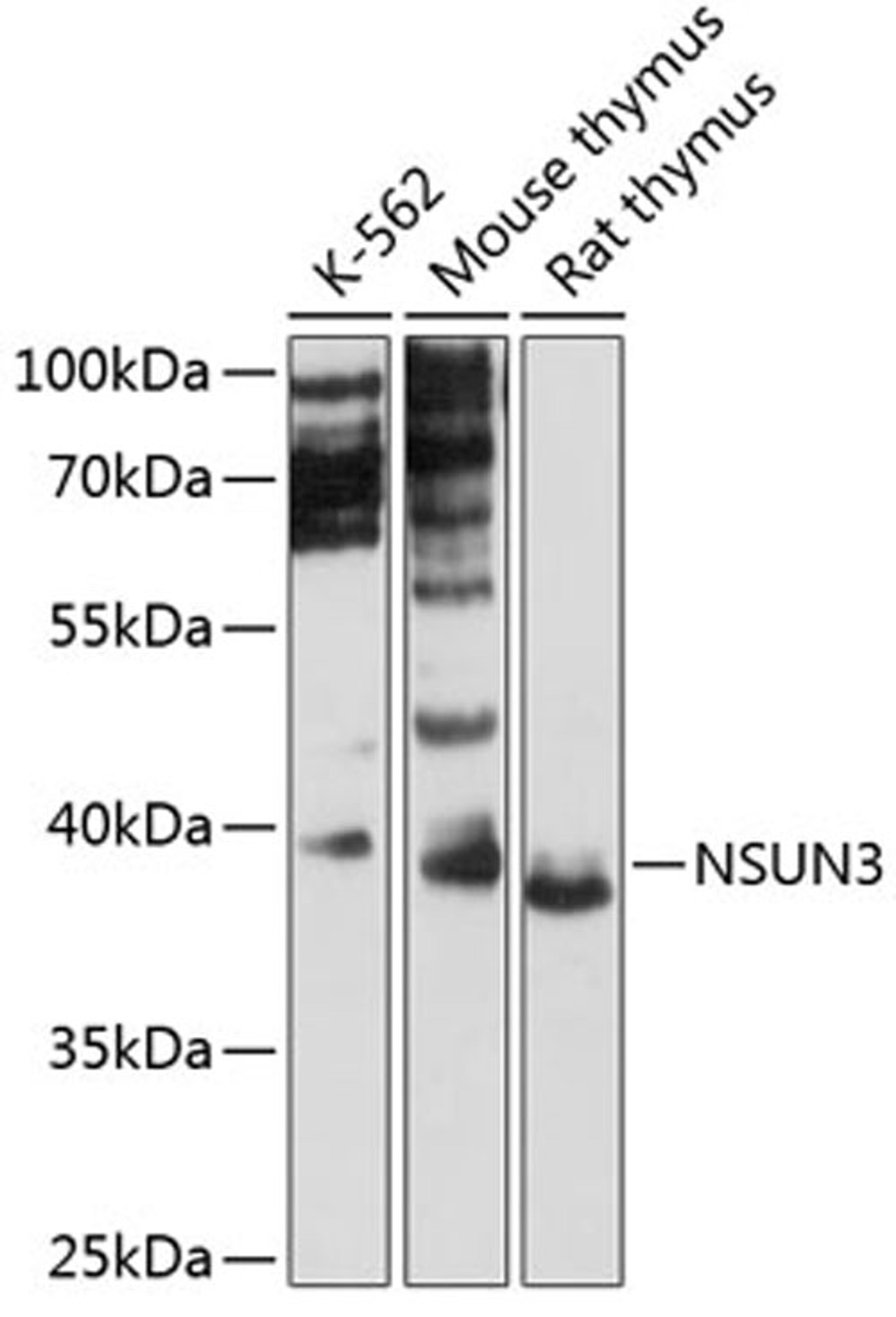 Western blot - NSUN3 antibody (A12892)