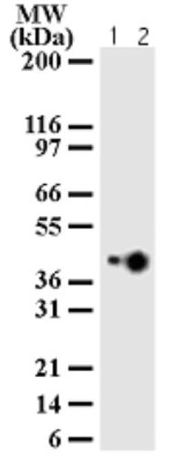 Western Blot: IL17B Antibody (97C691) [NBP2-24708] - analysis of IL-17 BR HeLa cell lysate using IL-17 BR antibody (Lane 1: 1 ug/ml; lane 2: 2 ug/ml of antibody).