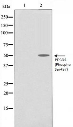 Western blot analysis of 293 whole cell lysates using PDCD4 (Phospho-Ser457) antibody, The lane on the left is treated with the antigen-specific peptide.