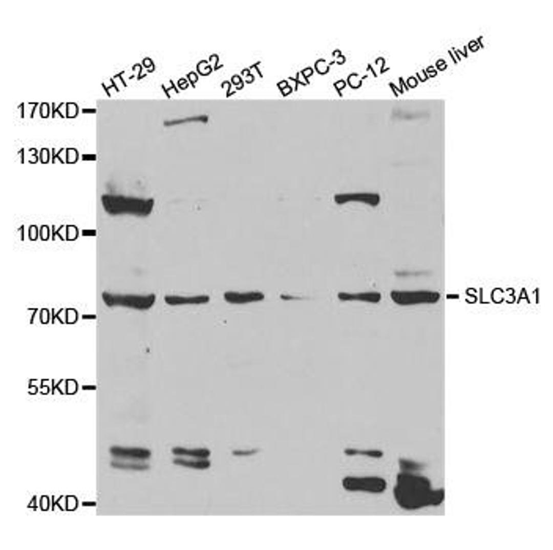 Western blot analysis of extracts of various cell lines using SLC3A1 antibody