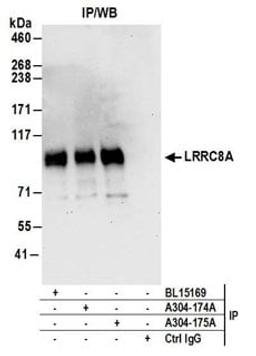 Detection of human LRRC8A by western blot of immunoprecipitates.